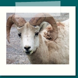 Ram or Big Horned sheep 
was photographed in Banff, 
Alberta Canada
